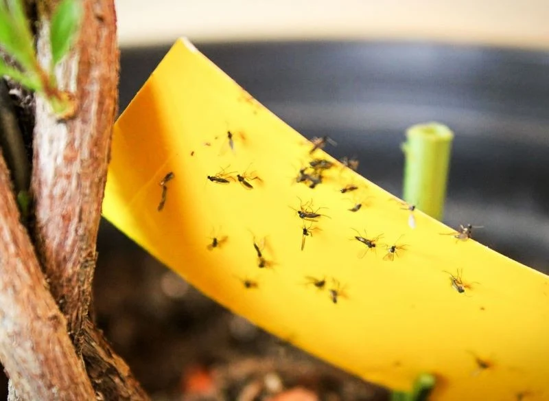 Larwy ziemiórek mogą podgryzać korzenie roślin