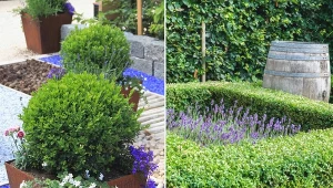 Bukszpan w ogrodzie powinien zostać posadzony w towarzystwie roślin, które mają podobne potrzeby uprawowe.