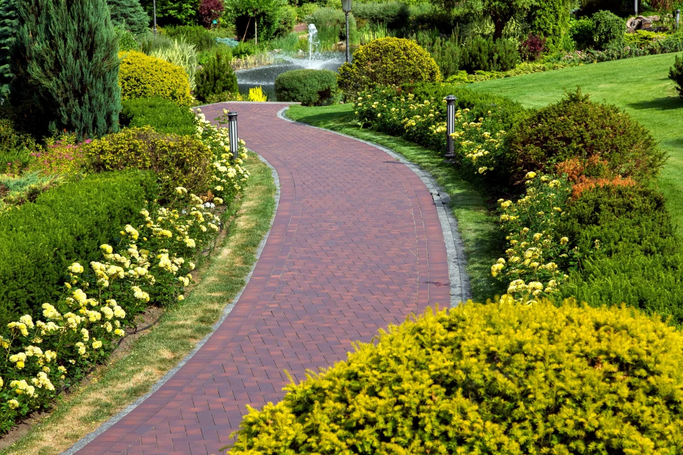 Bukszpan pięknie prezentuje się w towarzystwie róż