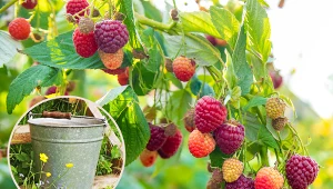 Wyjaśniamy, czym nawozić maliny, by bogato owocowały. Fot. 123RF.com/CanvaPro