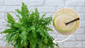 Zobacz, co zrobić, żeby paprotka wypuściła nowe liście i zaczęła szybko rosnąć.