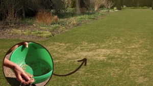 Jak zagęścić stary trawnik? Koniecznie zrób to po zimie, a nie będzie łysych placków