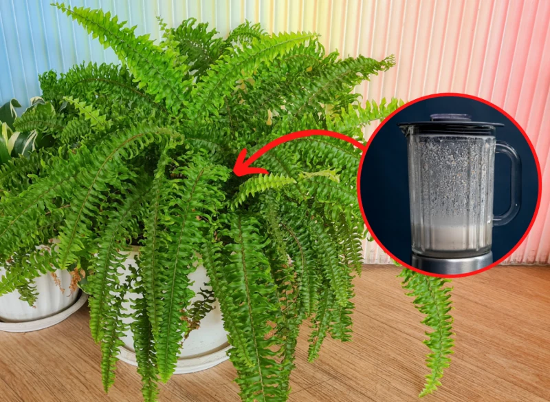 Wyjaśniamy, czym nawozić paprotkę, by była bujna i zdrowa