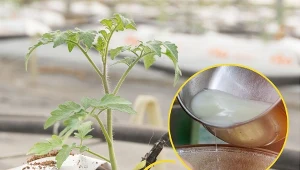 Sadzonki pomidorów i ogórków będą rosnąć szybciej z naturalnym nawozem.