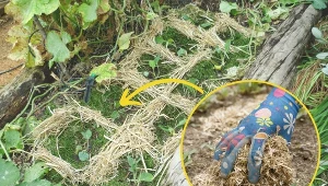 Słoma w ogrodzie może posłużyć do okrycia wielu różnych roślin.