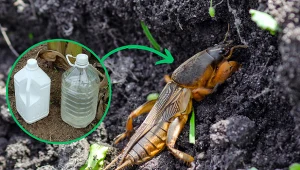 Wyjaśniamy, jak pozbyć się turkuci z ogrodu za pomocą naturalnych sposobów. Fot. 123RF.com/CanvaPro