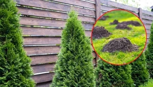 Czy tuje trują i mogą zagrażać naszemu zdrowiu? Zalety i wady posiadania tui w ogrodzie