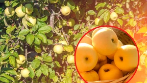 Wyjaśniamy, jakie stare odmiany jabłoni warto posadzić w ogrodzie.