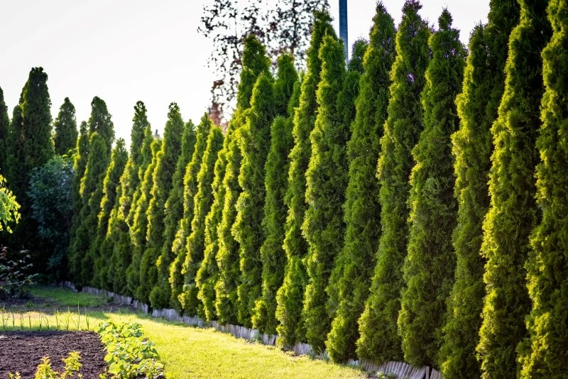 Tuje zawierają tujon, który należy do substancji silnie trujących