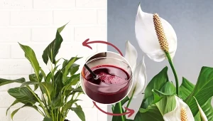 Zdradzamy przepis na domowy nawóz, który pobudzi skrzydłokwiat do kwitnienia.