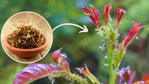 Wyjaśniamy, jak przygotować oprysk na mszyce. Fot. 123RF.com/CanvaPro