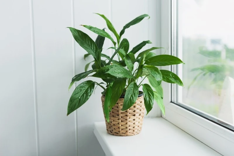 Jest kilka powodów, dlaczego skrzydłokwiat nie chce kwitnąć