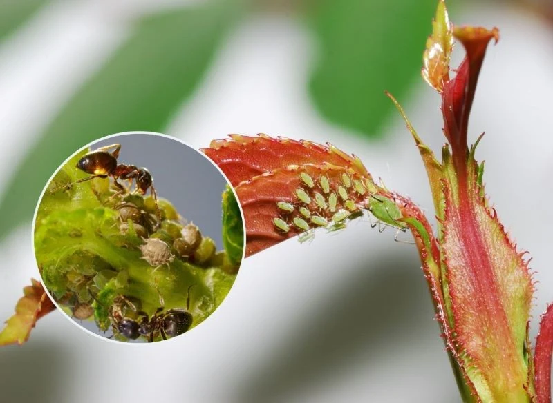 Mszyce w zależności od gatunku osiągają wielkość między 2 a 5 mm