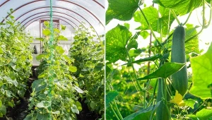 Poznaj podstawowe zasady uprawy ogórków na sznurku.