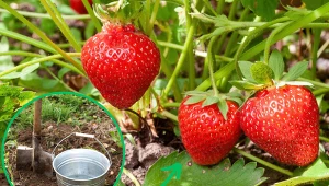 Wyjaśniamy, czym nawozić sadzonki truskawek.