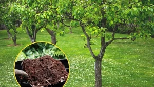 Regularne nawożenie krzewów i drzew owocowych pomoże nie tylko poprawić ich kondycję, ale także zwiększyć zbiory.