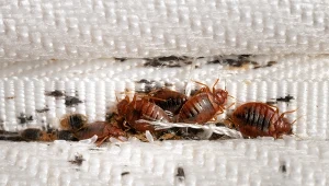 Robaki w domu stanowią poważny problem. Również dla zdrowia.