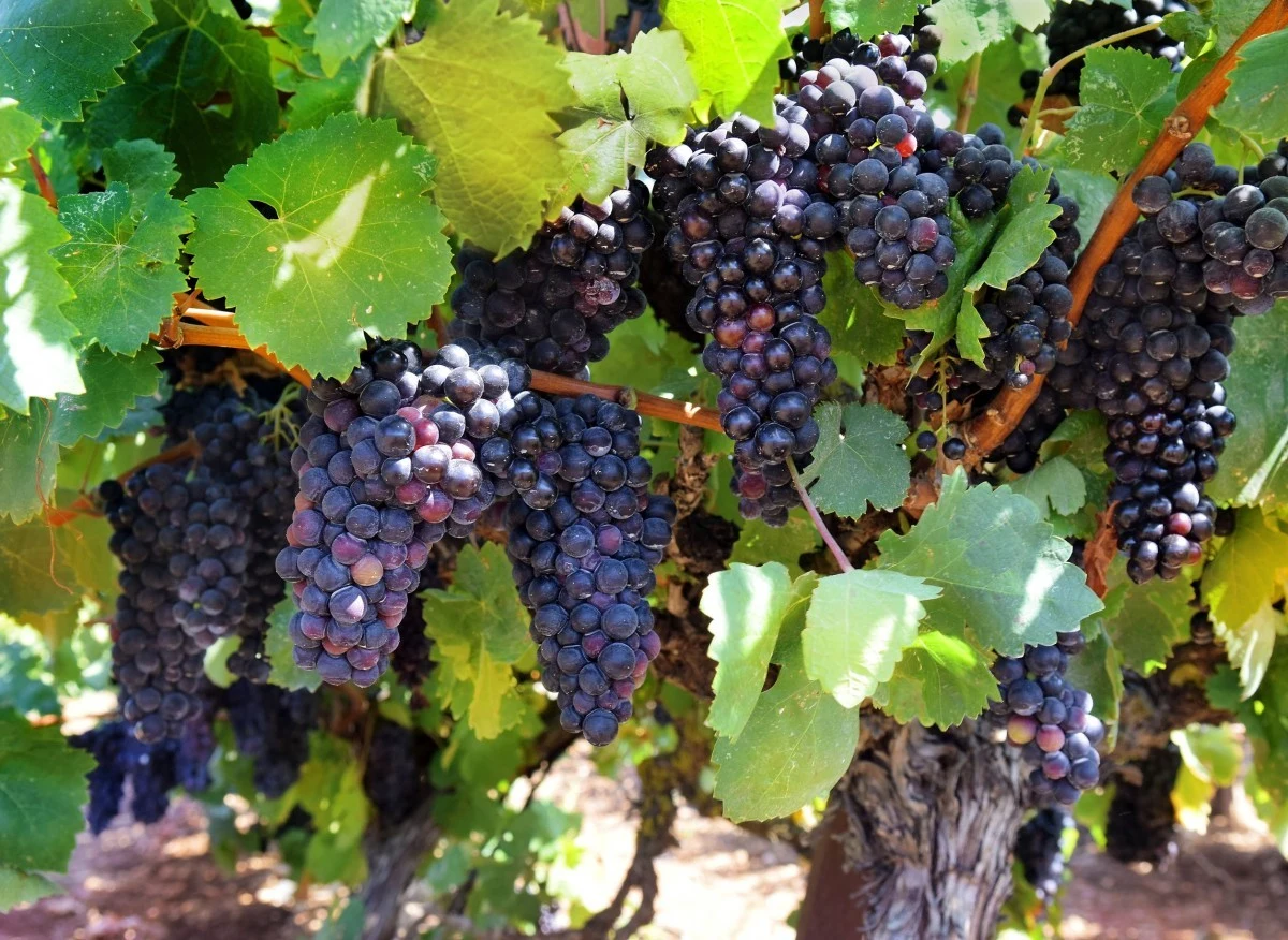 Winorośl ma dość niskie wymagania i nie sprawia problemów podczas uprawy