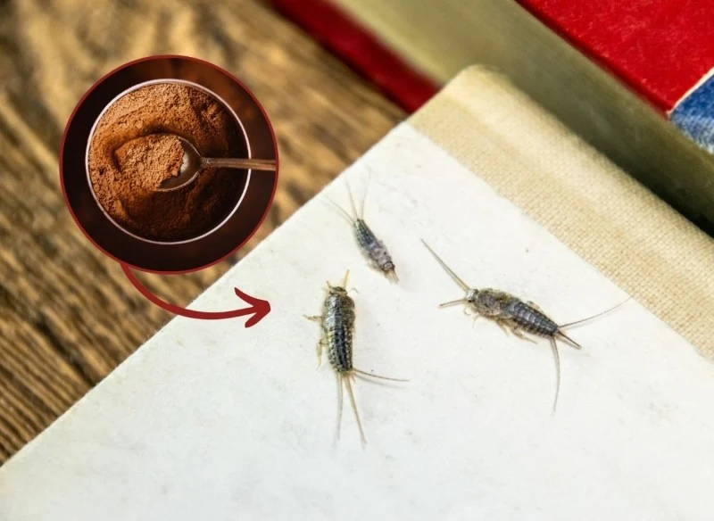 Aby pozbyć się rybików cukrowych, postępuj według naszych wskazówek