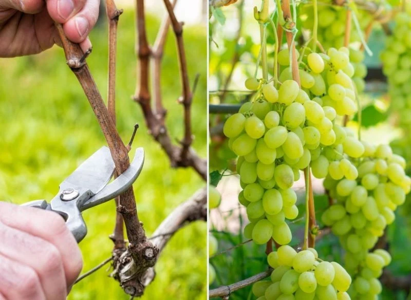 Winogrona to rośliny, które zdecydowanie lubią światło i ciepło