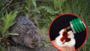 Wyjaśniamy, jak pozbyć się karczownika z ogrodu.