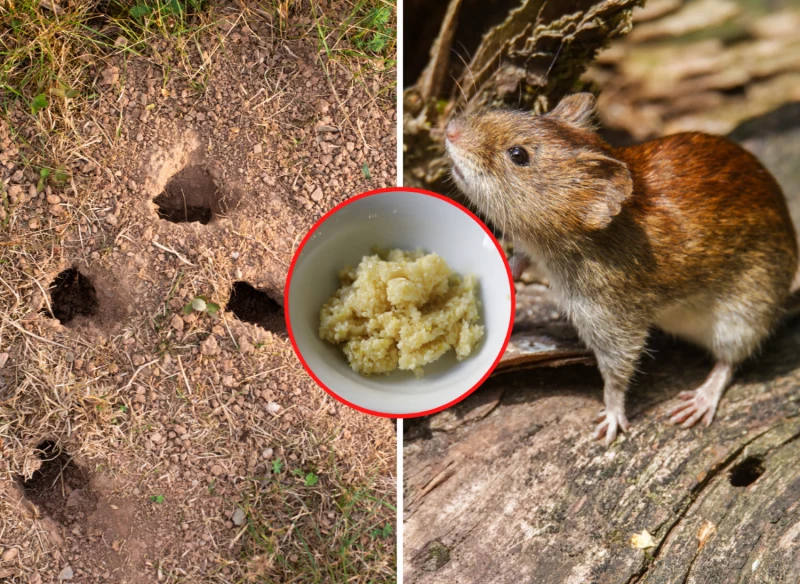 Wyjaśniamy, jak odstraszyć nornice z ogrodu