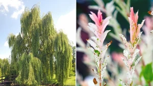 Wierzba może być piękną ozdobą przy domu. Jej uprawa jest naprawdę łatwa.