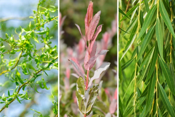 Dlaczego warto mieć wierzby w ogrodzie