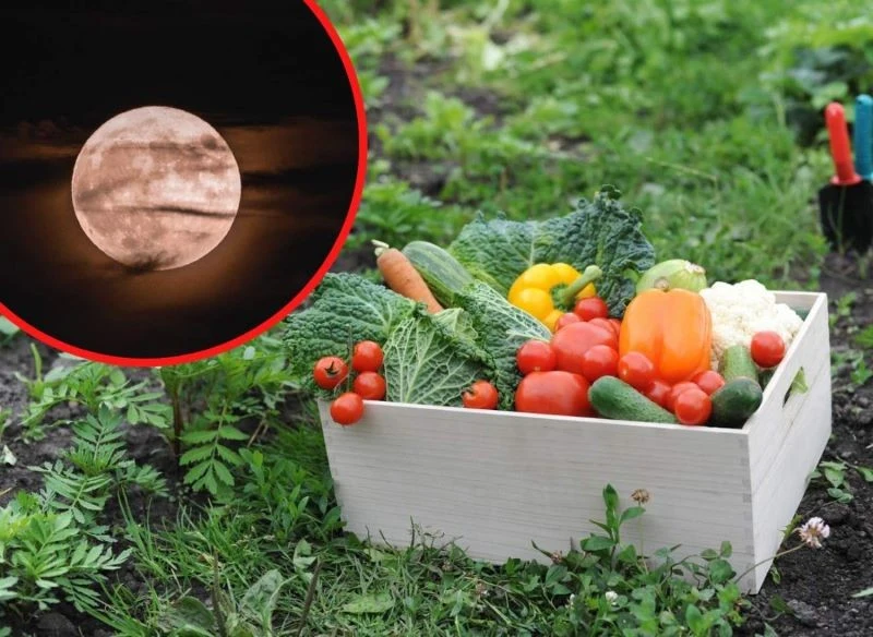 Sprawdźcie, na czym polega uprawa roślin zgodnie z fazami księżyca