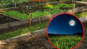 Wyjaśniamy, jak siać i sadzić warzywa w kwietniu zgodnie z fazami księżyca. Fot. 123RF.com/CanvaPro