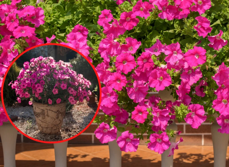 Wyjaśniamy, jak uprawiać supertunie, by obficie kwitły przez cały sezon