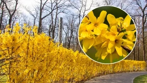 Wyjaśniamy, jak sadzić forsycje na żywopłot.