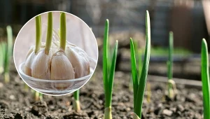 Podpowiadamy, jak uprawiać czosnek na kuchennym parapecie.