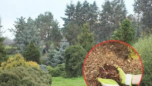 Regularnie nawożone iglaki będą miały piękny zielony kolor oraz będą odporne na różne choroby.