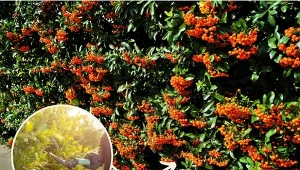 Ognik szkarłatny najpiękniej wygląda późnym latem, pod warunkiem, że zostanie właściwie i w porę przycięty.