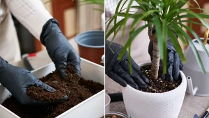 Ziemia jest jednym z najważniejszych elementów, który ma wpływ na rozwój rośliny.