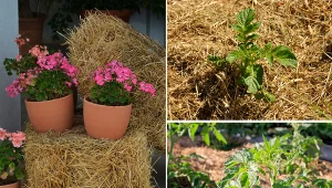 Wyjaśniamy, jak uprawiać warzywa w kostkach słomy.