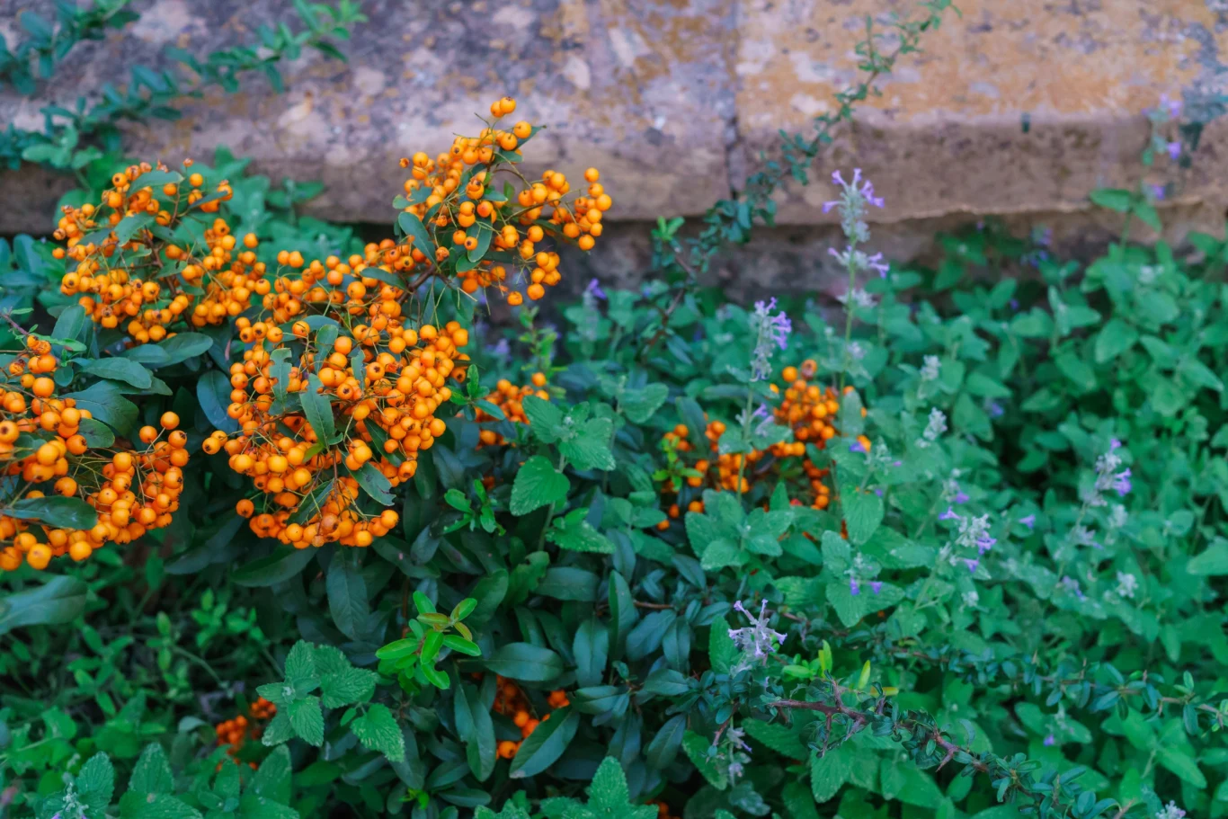 Ognik szkarłatny posiada kilka odmian, które różnią się nieco pokrojem, wysokością i kolorem owoców