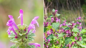 Jasnota purpurowa to zioło, z którym można śmiało eksperymentować w kuchni.