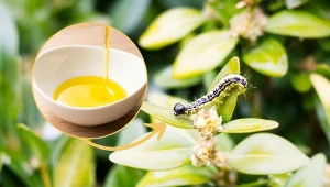 Ćma bukszpanowa to bardzo uciążliwy szkodnik, którego larwy żerują na liściach bukszpanu.