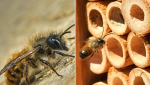 Sprawdź, jak hodować pszczołę murarkę i dlaczego warto ją posiadać.