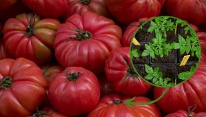 Sprawdź, która odmiana pomidorów najlepiej sprawdzi się w twojej szklarni.