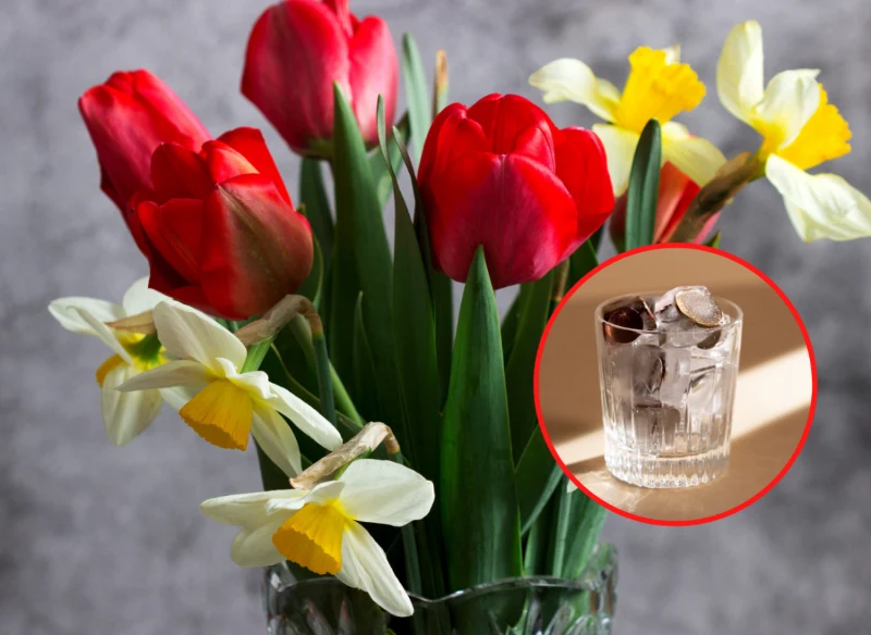 Wyjaśniamy, jak przedłużyć trwałość tulipanów i żonkili w wazonie