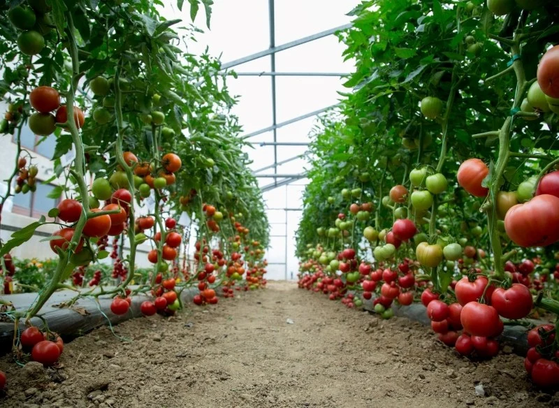 W szklarni ogrzewanej pomidory można uprawiać dwukrotnie w ciągu roku