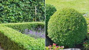 Bukszpan to gęsty krzew o zwartym pokroju, osiągający wysokość 2-4 metrów.