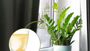 Sprawdź, co zrobić, by zamiokulkas wypuścił nowe liście.