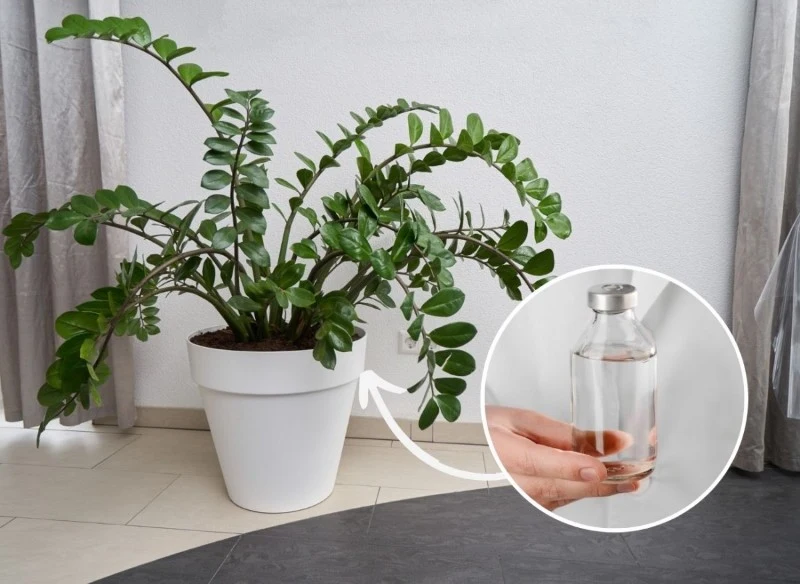 Sprawdź, czym podlewać zamiokulkasa, żeby szybko rósł