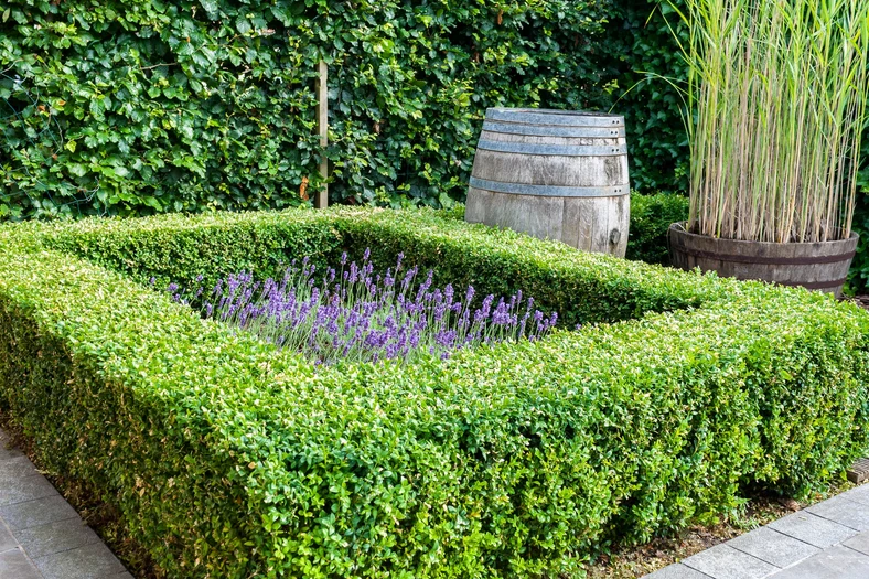 Bukszpan można formować na różne sposoby