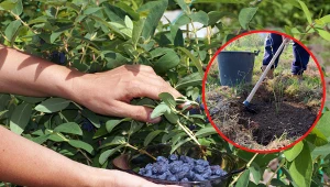 Wyjaśniamy, jak sadzić w ogrodzie jagodę kamczacką.