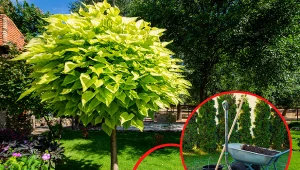 Katalpa na pniu. Piękne drzewo idealne do małego ogrodu, ale potrzebuje specjalnej troski